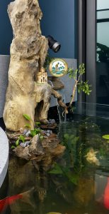 hồ cá koi sân vườn