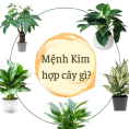 Mệnh kim