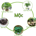 Mệnh mộc