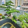 Thiết kế thi công tiểu cảnh sân thượng