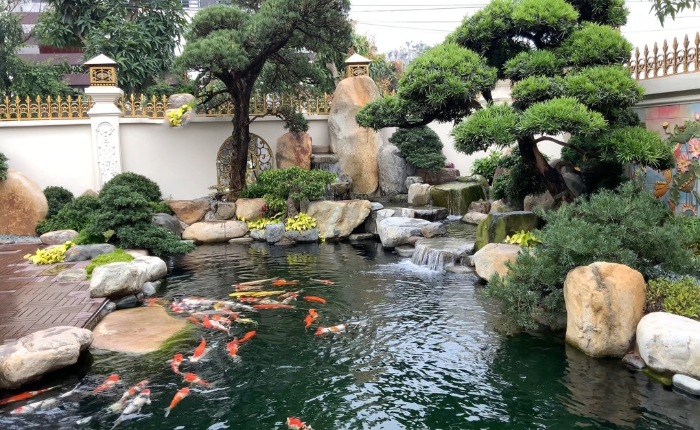 Thiết kế tiểu cảnh hồ cá koi