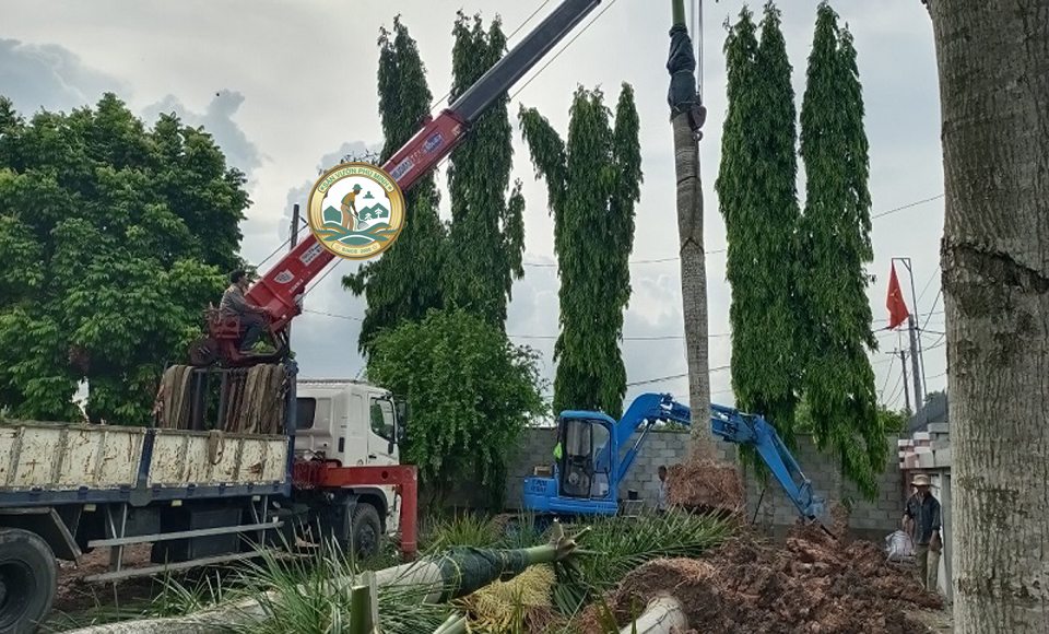 cây xanh hà nội