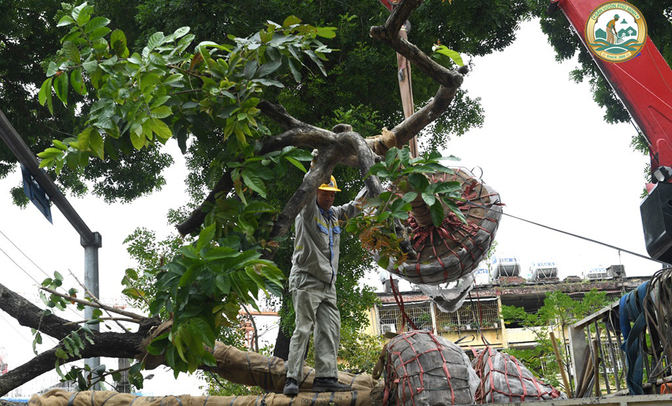 Di dời cây xanh
