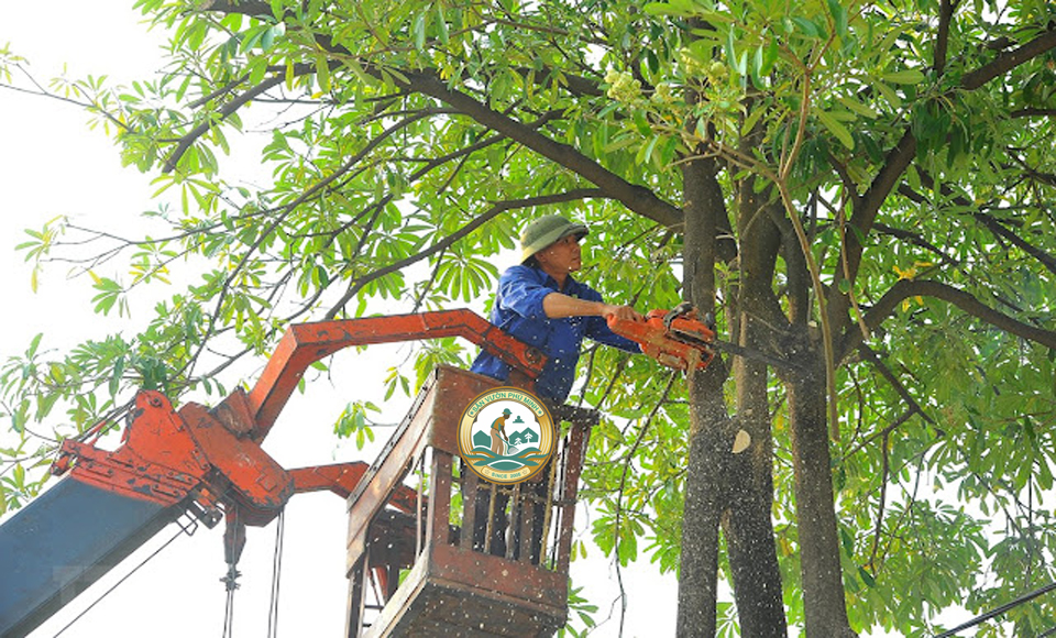 dịch vụ cắt cây hà nội