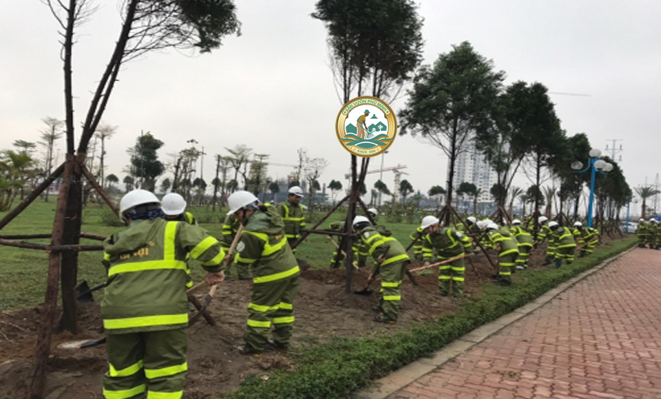 dịch vụ trồng cây xanh