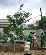 trồng cây công trình